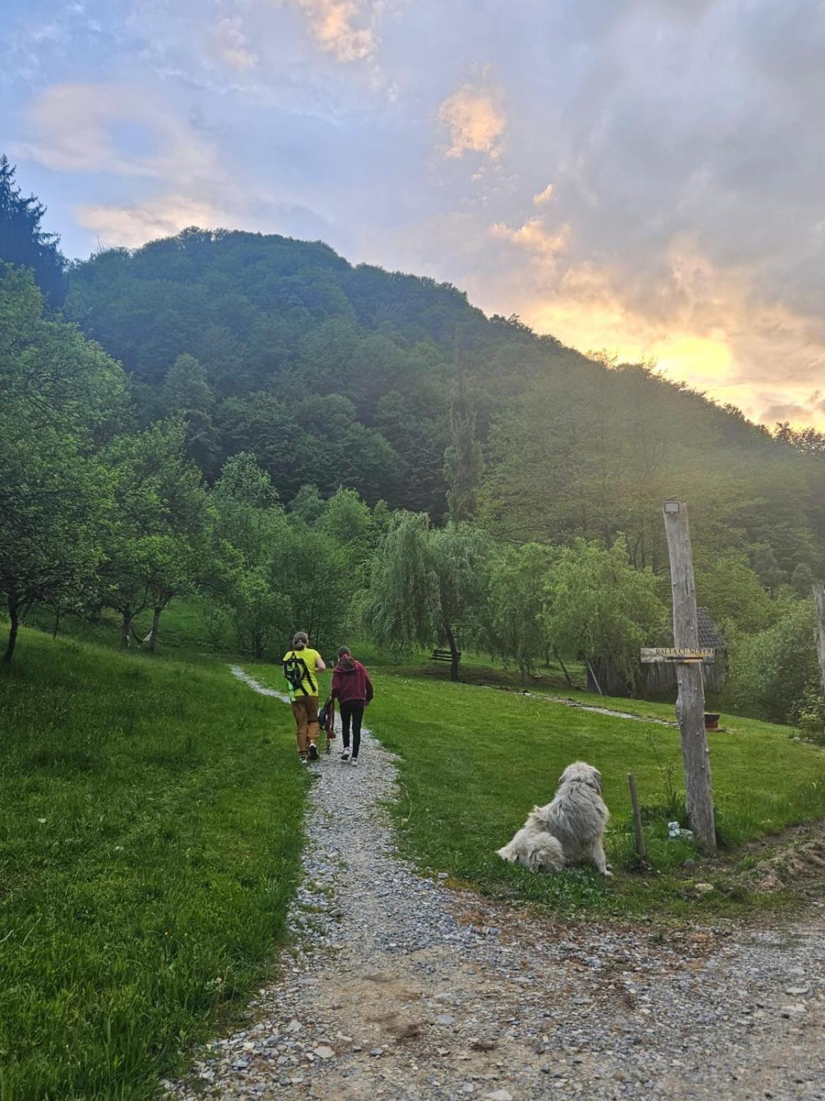 Pensiunea Lupul Dacic Costesti  Luaran gambar